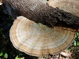 Trametes ectypa image