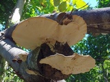 Trametes ectypa image