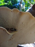 Trametes ectypa image