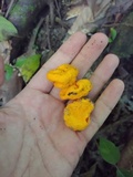 Glaziella aurantiaca image