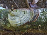 Fomes fasciatus image