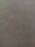 Rigidoporus ulmarius image