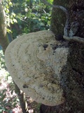 Rigidoporus ulmarius image