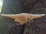 Rigidoporus ulmarius image