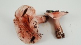 Hygrophorus russula image