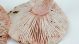 Hygrophorus russula image