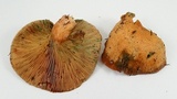 Lactarius rubrilacteus image