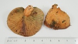 Lactarius rubrilacteus image