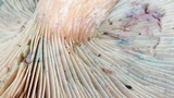 Lactarius rubrilacteus image