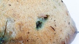 Lactarius rubrilacteus image