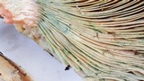 Lactarius rubrilacteus image