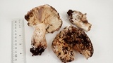 Russula densifolia image