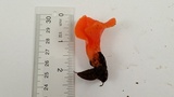 Guepinia helvelloides image