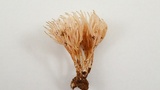 Phaeoclavulina myceliosa image