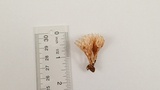 Phaeoclavulina myceliosa image