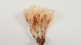 Phaeoclavulina myceliosa image