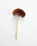 Conocybe apala image