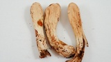 Clavariadelphus occidentalis image