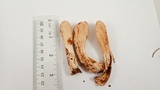 Clavariadelphus occidentalis image