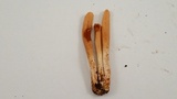 Clavariadelphus occidentalis image