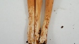 Clavariadelphus occidentalis image