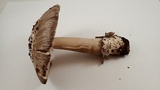 Amanita protecta image
