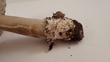Amanita protecta image