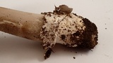 Amanita protecta image