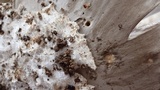 Amanita protecta image
