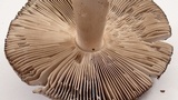Amanita protecta image