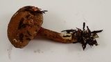 Xerocomellus diffractus image
