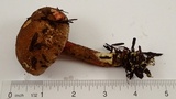 Xerocomellus diffractus image
