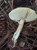 Amanita cruzii image