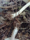 Amanita cruzii image
