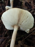 Amanita cruzii image