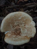 Amanita cruzii image