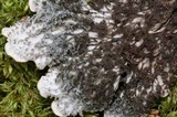 Peltigera canina image