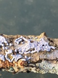 Badhamia affinis image