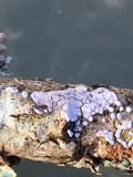 Badhamia affinis image