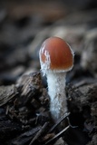 Psathyrella corrugis image