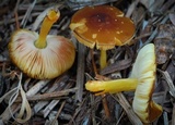 Pluteus romellii image