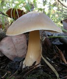Rhodocollybia butyracea image