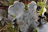 Peltigera canina image