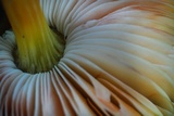 Pluteus romellii image