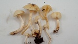 Hygrocybe russocoriacea image