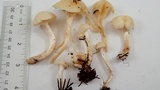 Hygrocybe russocoriacea image