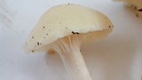 Hygrocybe russocoriacea image