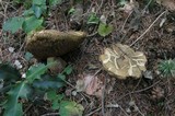 Boletus luridus image