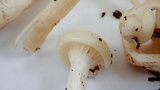 Hygrocybe russocoriacea image