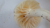 Hygrocybe russocoriacea image